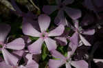 Sticky catchfly